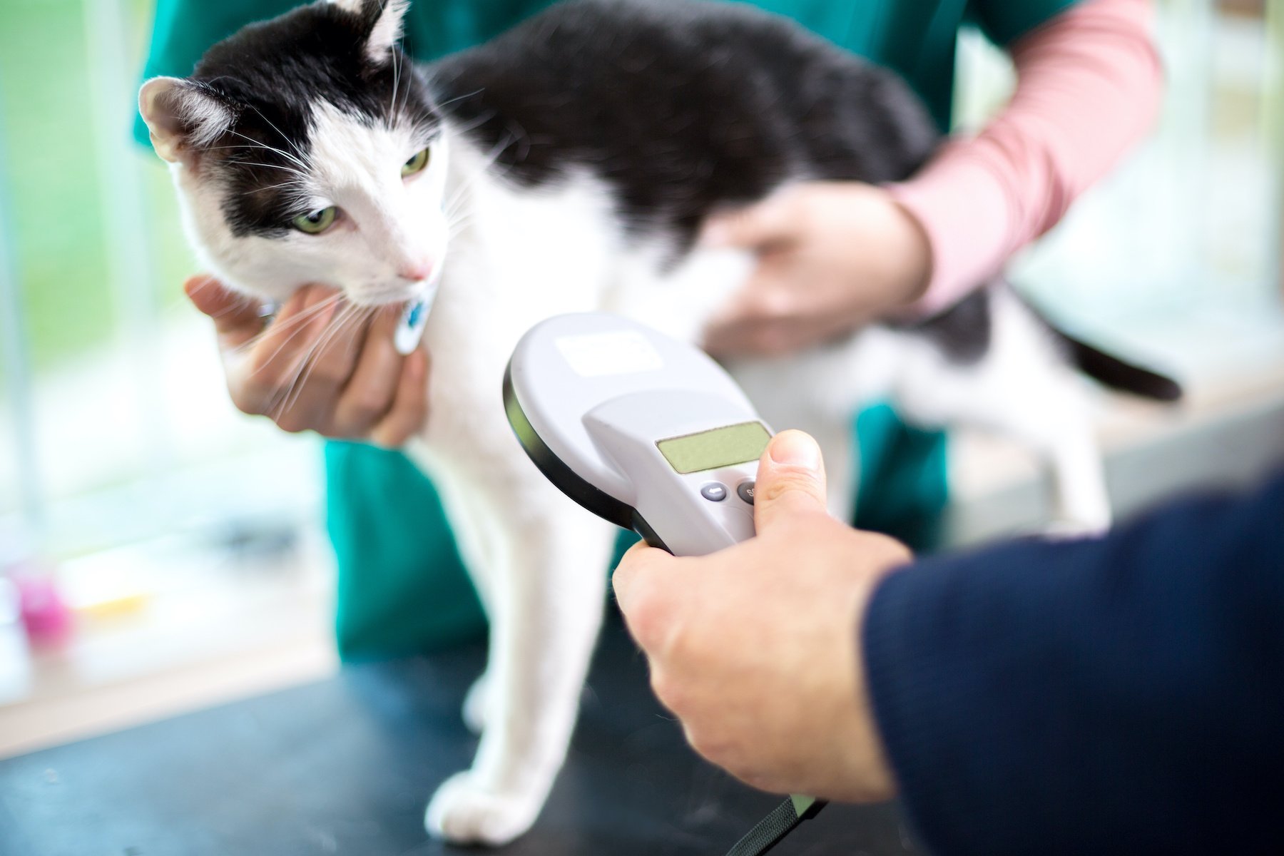 The importance of microchipping pets